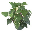 Variegated Algerian Ivy